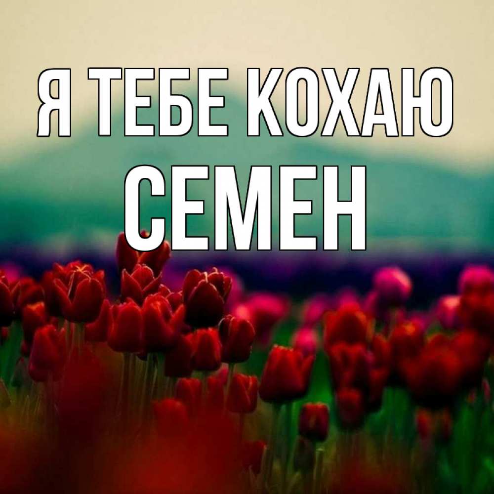 Открытка на каждый день з підписом, Семен Я тебе кохаю тюльпаны 4 Прикольна листівка з побажанням онлайн скачати безкоштовно 