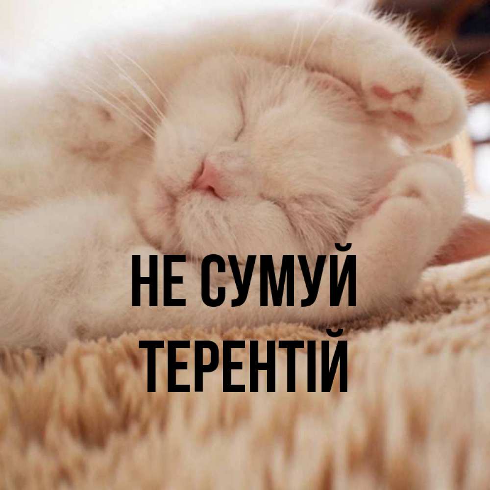 Открытка на каждый день з підписом, Терентій Не сумуй Котенок спит Прикольна листівка з побажанням онлайн скачати безкоштовно 