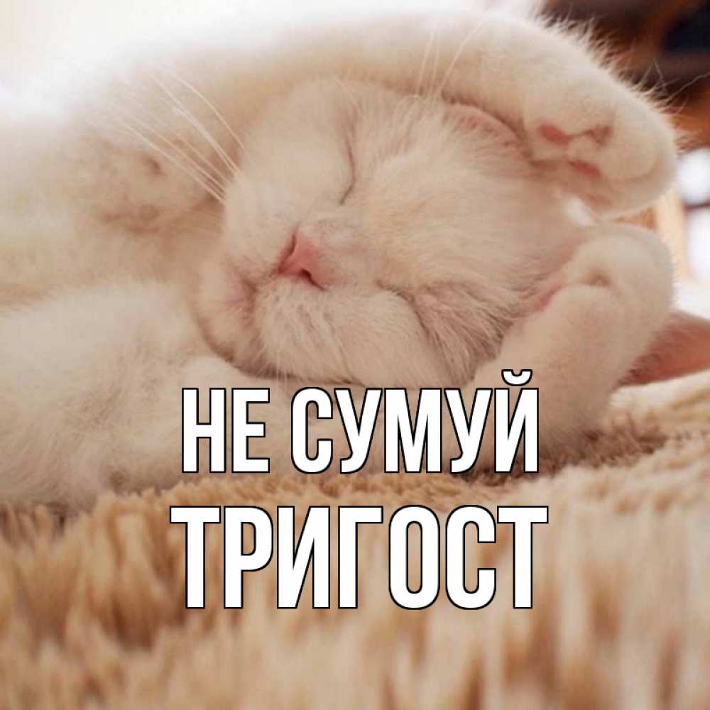 Открытка на каждый день з підписом, Тригост Не сумуй белый кот Прикольна листівка з побажанням онлайн скачати безкоштовно 