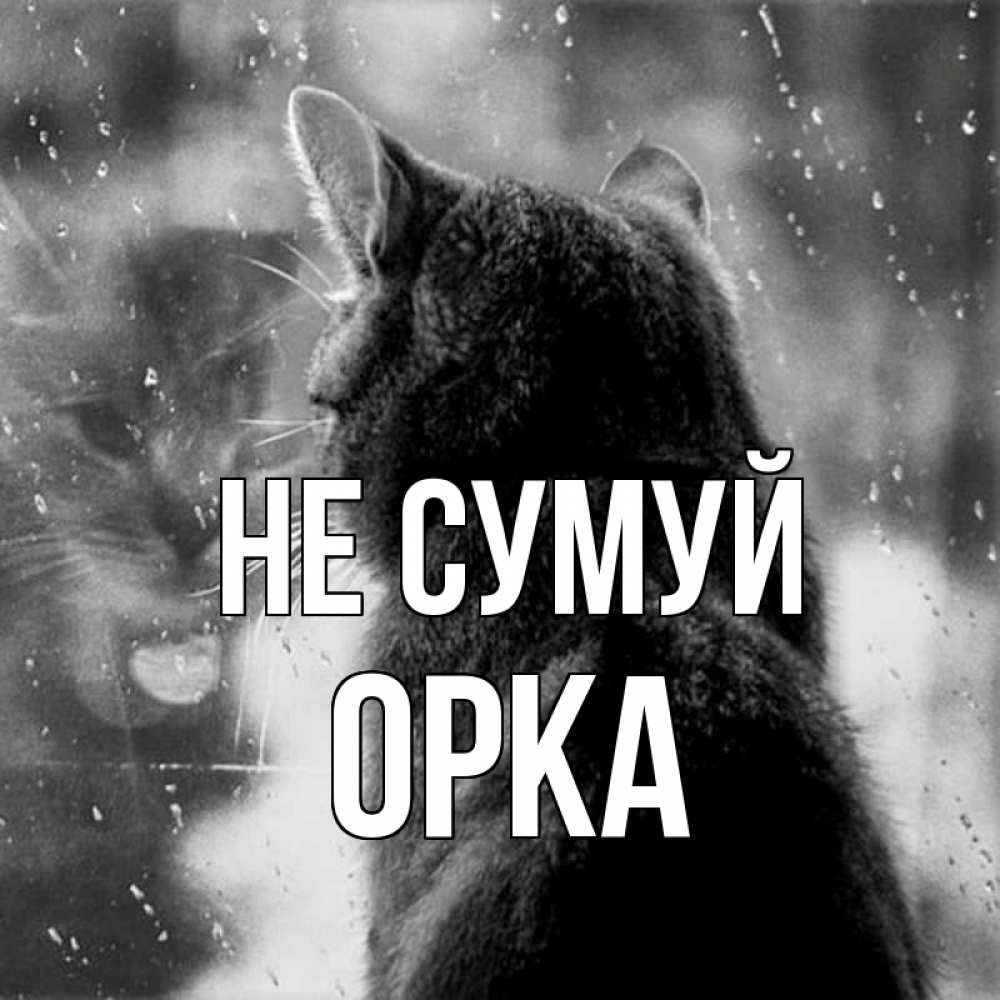 Открытка на каждый день з підписом, Орка Не сумуй отражение кота 1 Прикольна листівка з побажанням онлайн скачати безкоштовно 