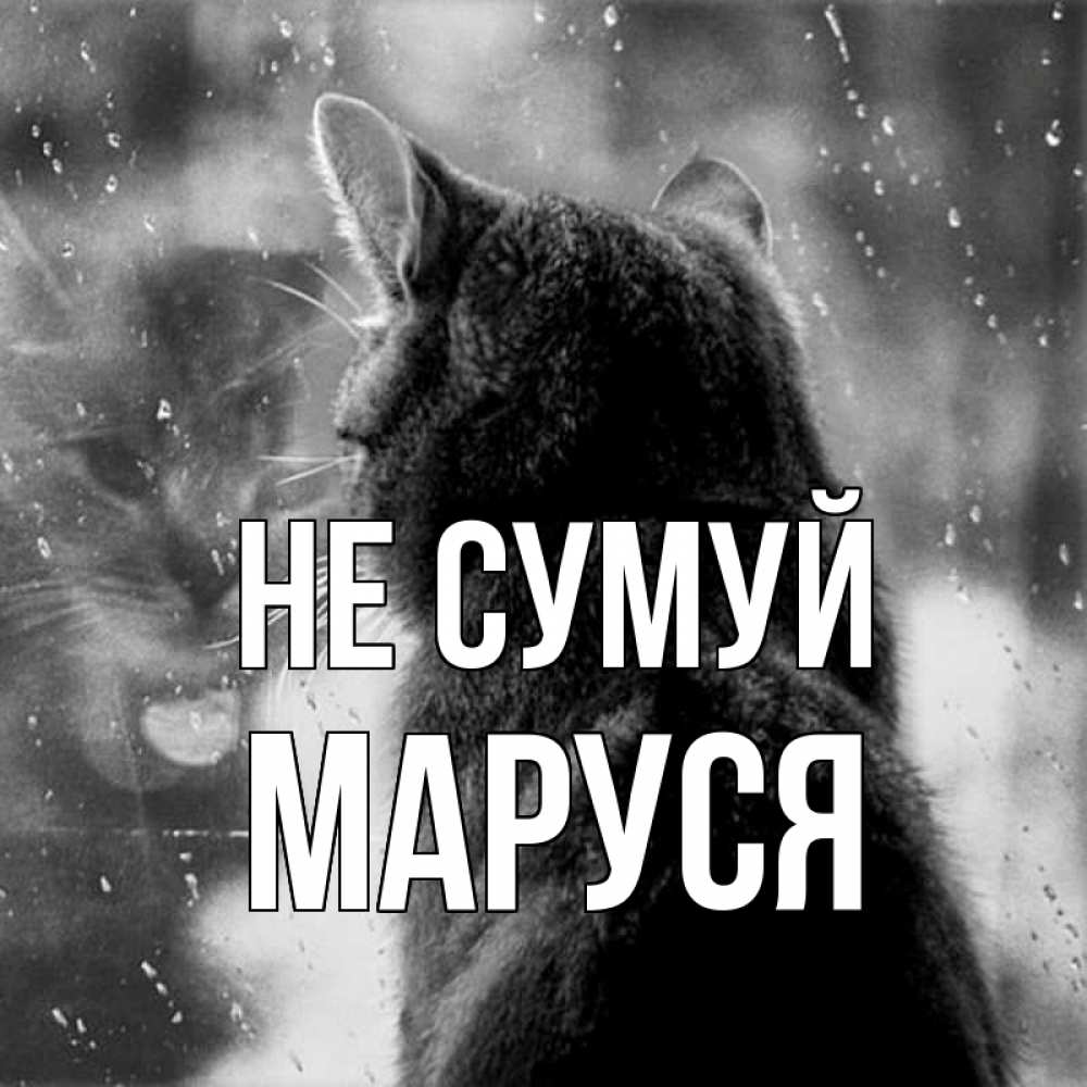 Открытка на каждый день з підписом, Маруся Не сумуй отражение кота 1 Прикольна листівка з побажанням онлайн скачати безкоштовно 