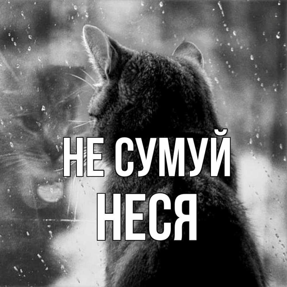 Открытка на каждый день з підписом, Неся Не сумуй отражение кота 1 Прикольна листівка з побажанням онлайн скачати безкоштовно 
