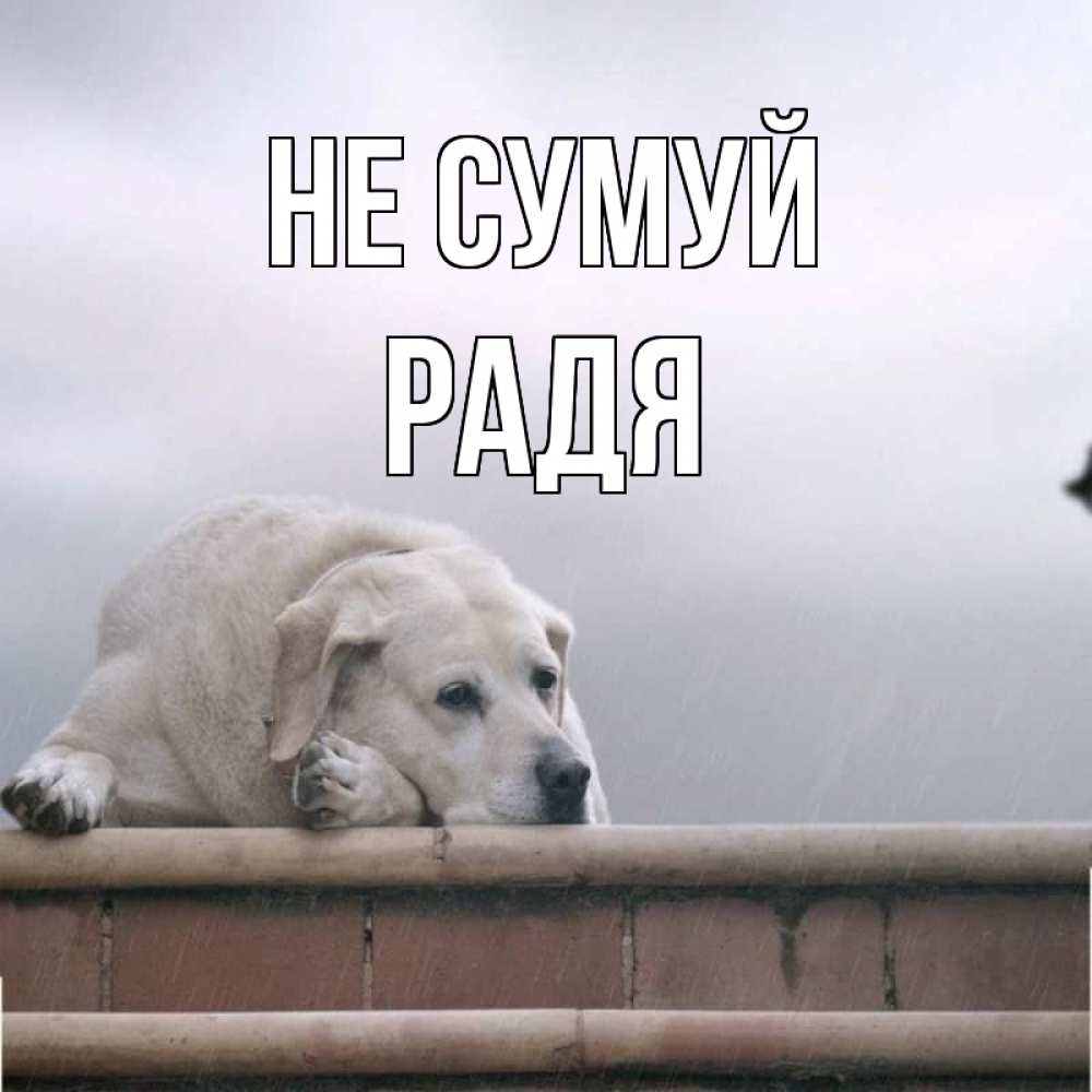Открытка на каждый день з підписом, Радя Не сумуй белый пес 1 Прикольна листівка з побажанням онлайн скачати безкоштовно 