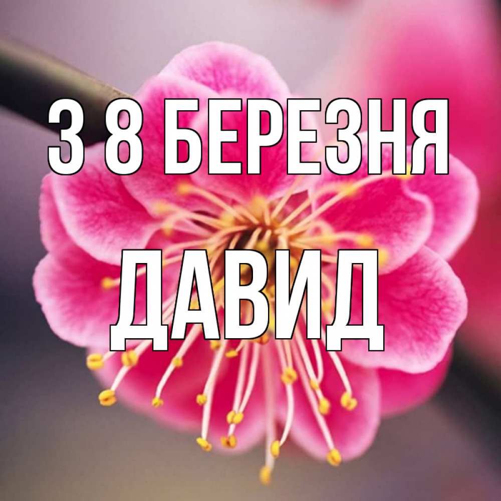Открытка на каждый день з підписом, Давид З 8 БЕРЕЗНЯ цветы Прикольна листівка з побажанням онлайн скачати безкоштовно 