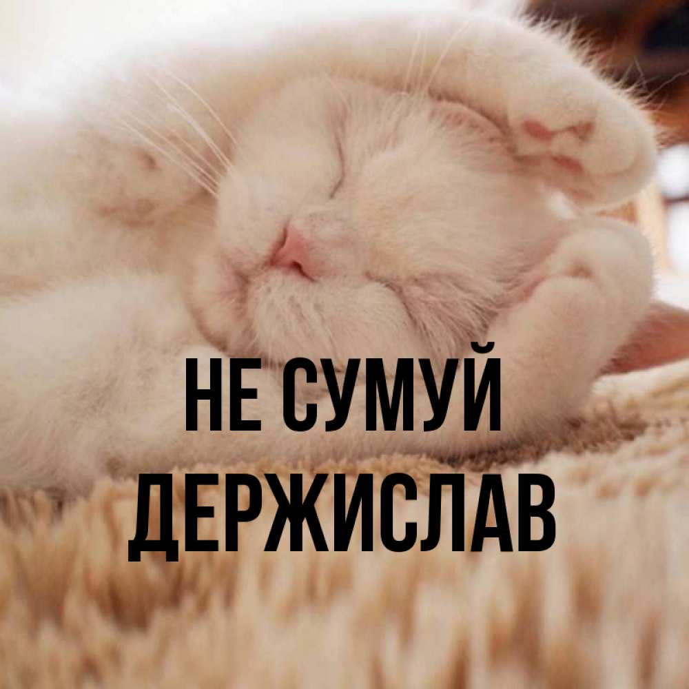 Открытка на каждый день з підписом, Держислав Не сумуй Котенок спит Прикольна листівка з побажанням онлайн скачати безкоштовно 