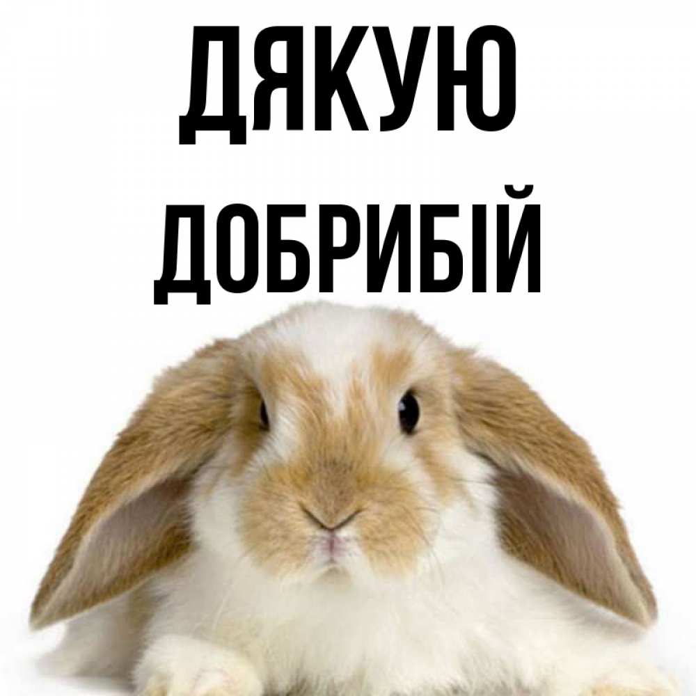 Открытка на каждый день з підписом, Добрибій Дякую коричнево белый заяц Прикольна листівка з побажанням онлайн скачати безкоштовно 