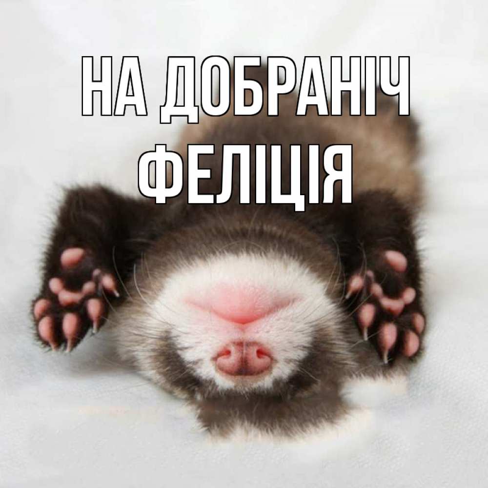 Открытка на каждый день з підписом, Феліція На добраніч зверек Прикольна листівка з побажанням онлайн скачати безкоштовно 