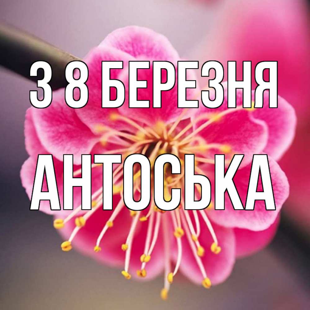 Открытка на каждый день з підписом, Антоська З 8 БЕРЕЗНЯ цветы Прикольна листівка з побажанням онлайн скачати безкоштовно 