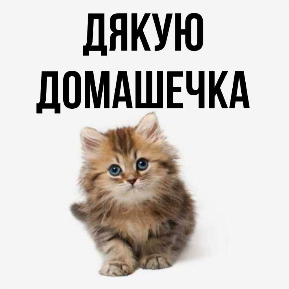 Открытка на каждый день з підписом, Домашечка Дякую пушистый котик Прикольна листівка з побажанням онлайн скачати безкоштовно 