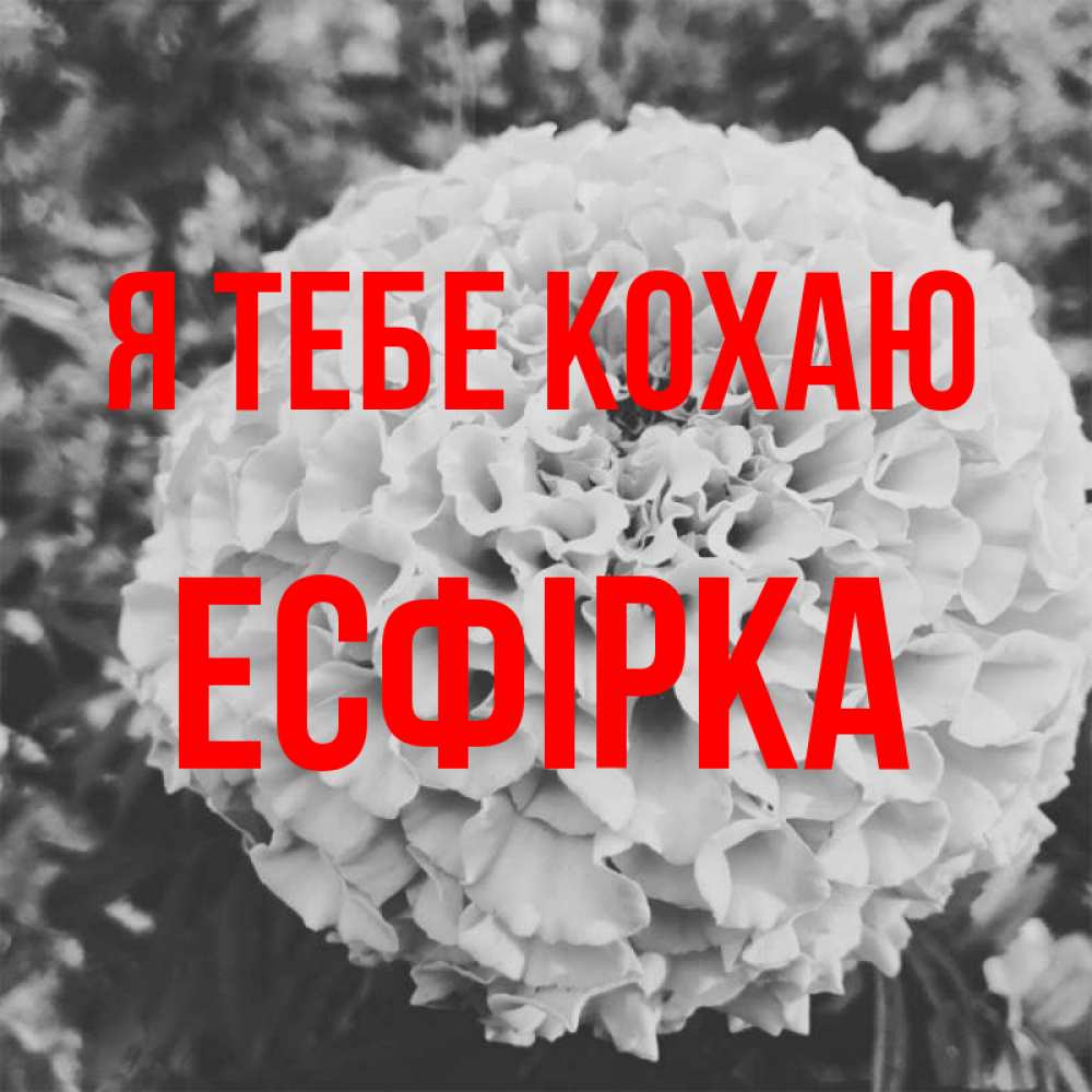 Открытка на каждый день з підписом, Есфірка Я тебе кохаю подпись Прикольна листівка з побажанням онлайн скачати безкоштовно 