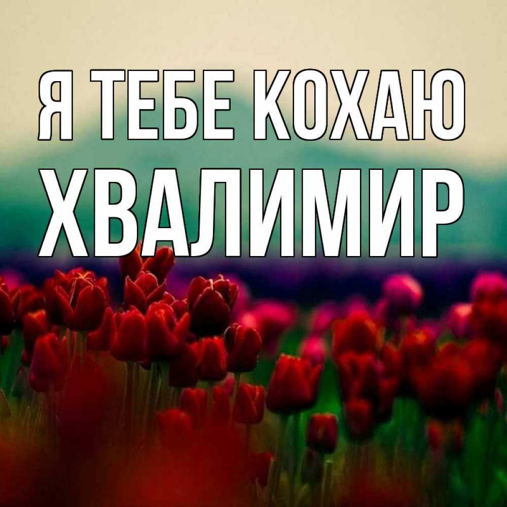 Открытка на каждый день з підписом, Хвалимир Я тебе кохаю тюльпаны 4 Прикольна листівка з побажанням онлайн скачати безкоштовно 