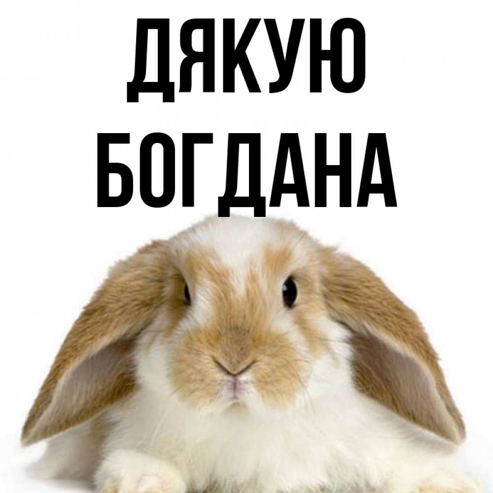 Открытка на каждый день з підписом, Богдана Дякую коричнево белый заяц Прикольна листівка з побажанням онлайн скачати безкоштовно 
