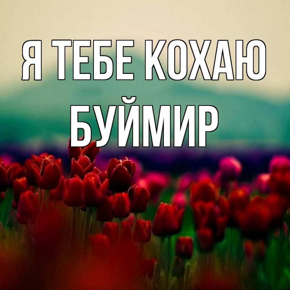 Открытка на каждый день з підписом, Буймир Я тебе кохаю тюльпаны 4 Прикольна листівка з побажанням онлайн скачати безкоштовно 