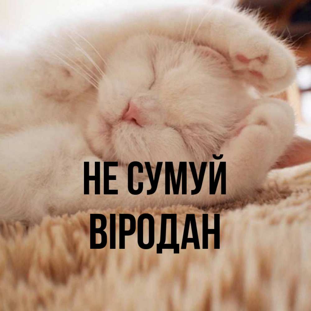Открытка на каждый день з підписом, Віродан Не сумуй Котенок спит Прикольна листівка з побажанням онлайн скачати безкоштовно 
