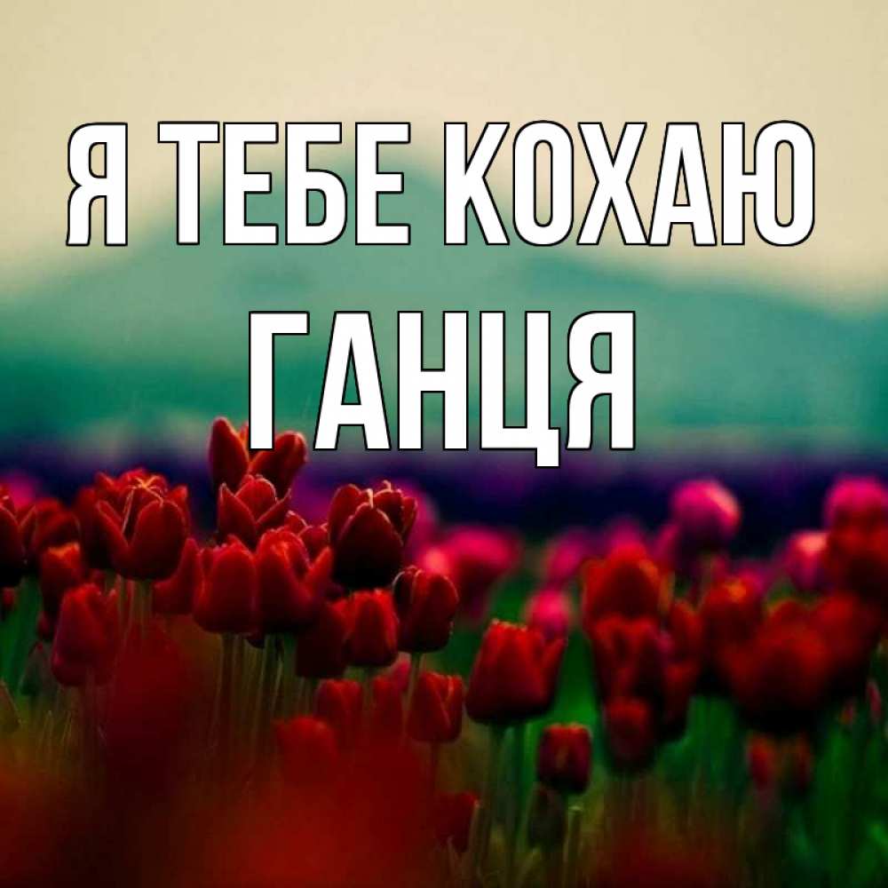 Открытка на каждый день з підписом, Ганця Я тебе кохаю тюльпаны 4 Прикольна листівка з побажанням онлайн скачати безкоштовно 
