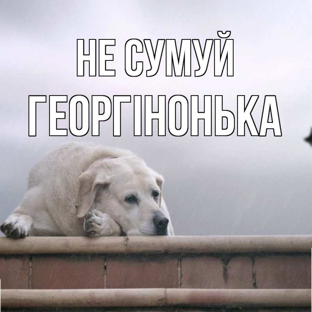 Открытка на каждый день з підписом, Георгінонька Не сумуй белый пес 1 Прикольна листівка з побажанням онлайн скачати безкоштовно 