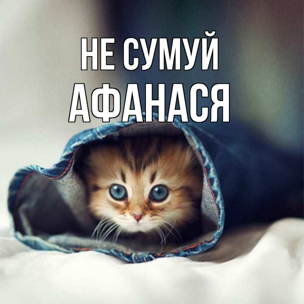 Открытка на каждый день з підписом, Афанася Не сумуй кот в одежде Прикольна листівка з побажанням онлайн скачати безкоштовно 