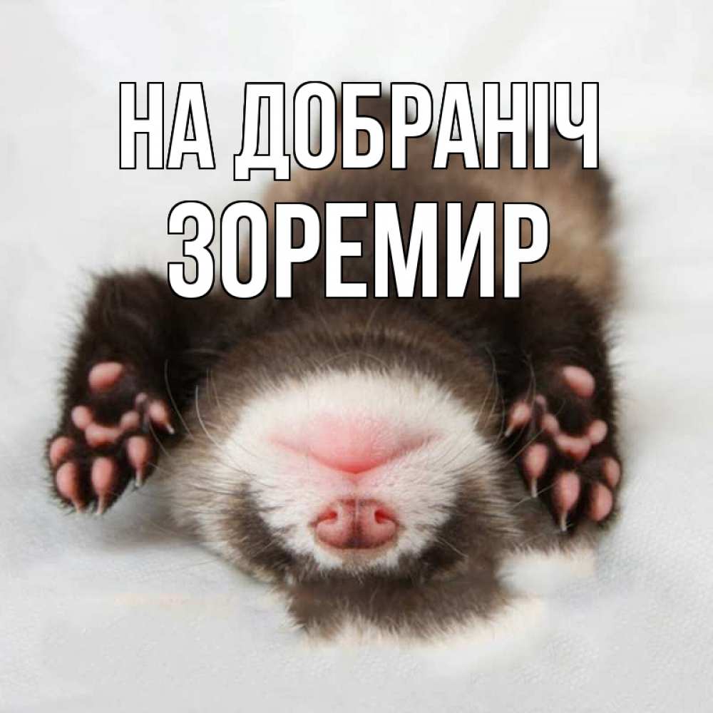 Открытка на каждый день з підписом, Зоремир На добраніч зверек Прикольна листівка з побажанням онлайн скачати безкоштовно 
