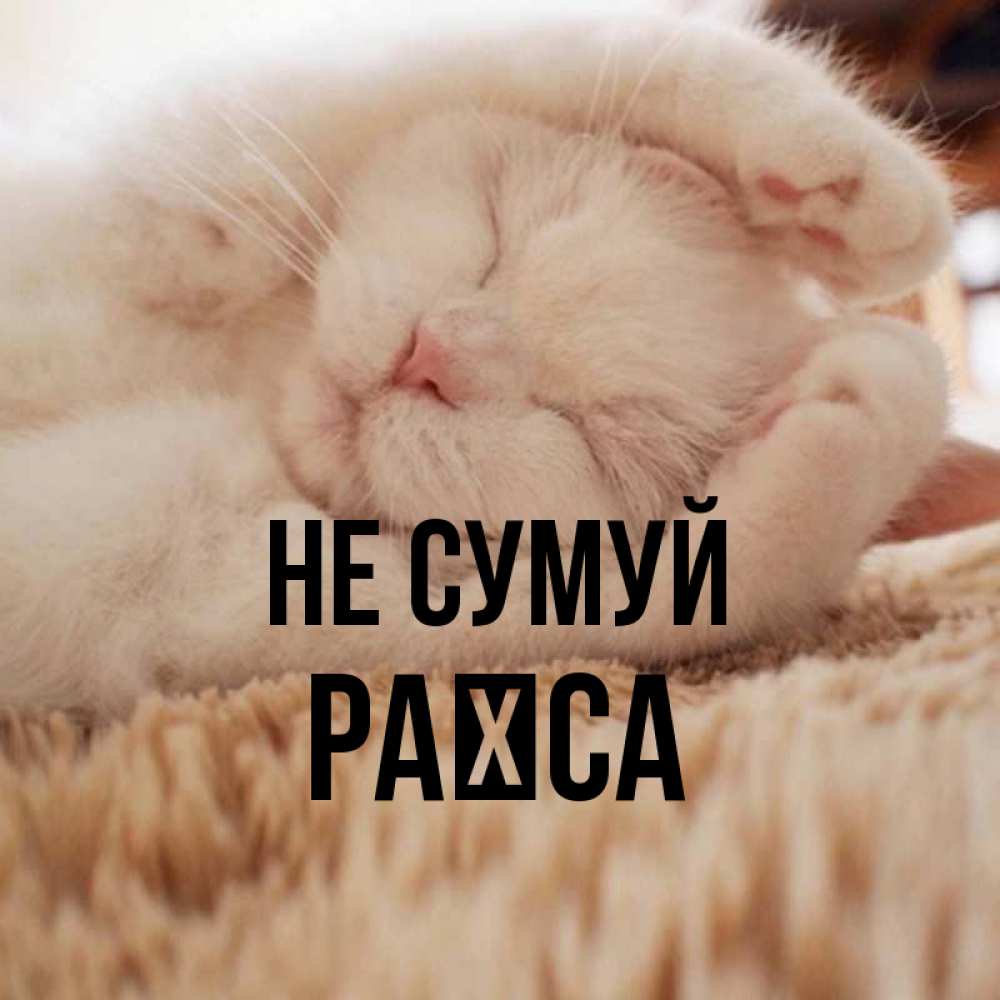 Открытка на каждый день з підписом, Раїса Не сумуй Котенок спит Прикольна листівка з побажанням онлайн скачати безкоштовно 