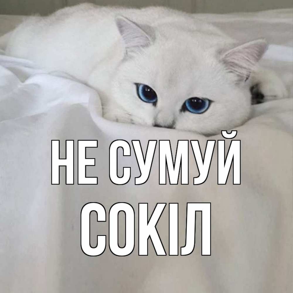 Открытка на каждый день з підписом, Сокіл Не сумуй белый кот с голубыми глазами на белоснежной кровати Прикольна листівка з побажанням онлайн скачати безкоштовно 