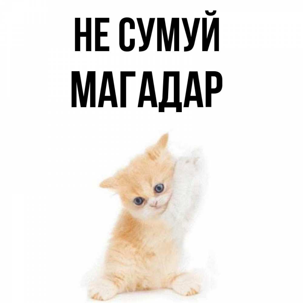 Открытка на каждый день з підписом, Магадар Не сумуй просящий кот Прикольна листівка з побажанням онлайн скачати безкоштовно 