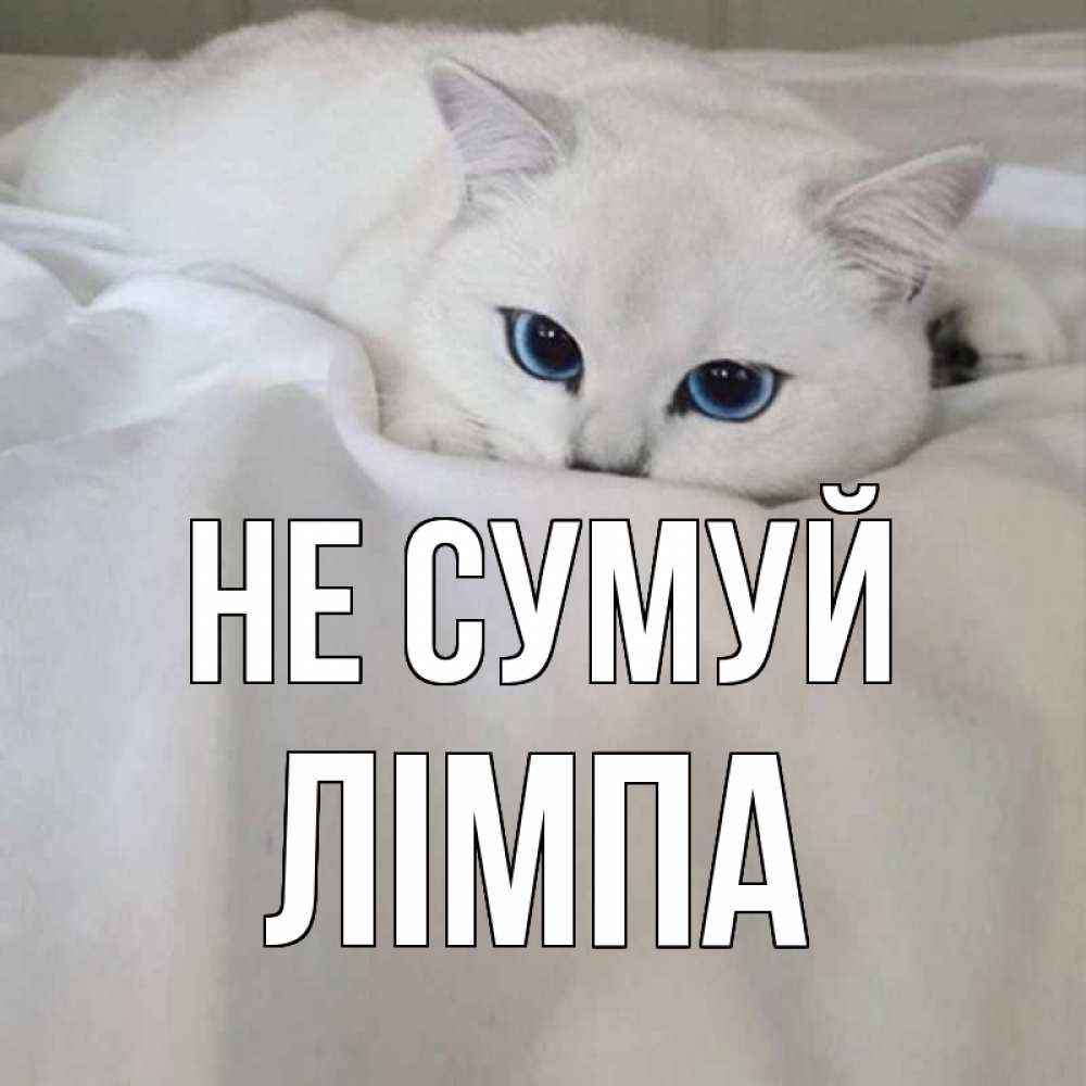 Открытка на каждый день з підписом, Лімпа Не сумуй белый кот с голубыми глазами на белоснежной кровати Прикольна листівка з побажанням онлайн скачати безкоштовно 