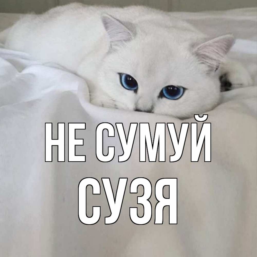 Открытка на каждый день з підписом, Сузя Не сумуй белый кот с голубыми глазами на белоснежной кровати Прикольна листівка з побажанням онлайн скачати безкоштовно 