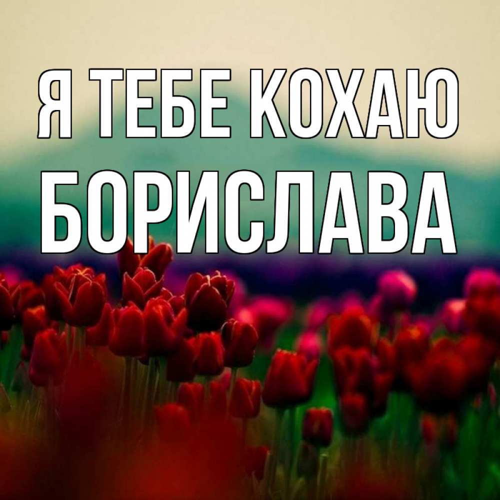 Открытка на каждый день з підписом, Борислава Я тебе кохаю тюльпаны 4 Прикольна листівка з побажанням онлайн скачати безкоштовно 