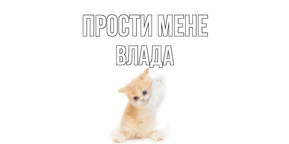 Открытка на каждый день з підписом, Влада Прости мене кот Прикольна листівка з побажанням онлайн скачати безкоштовно 
