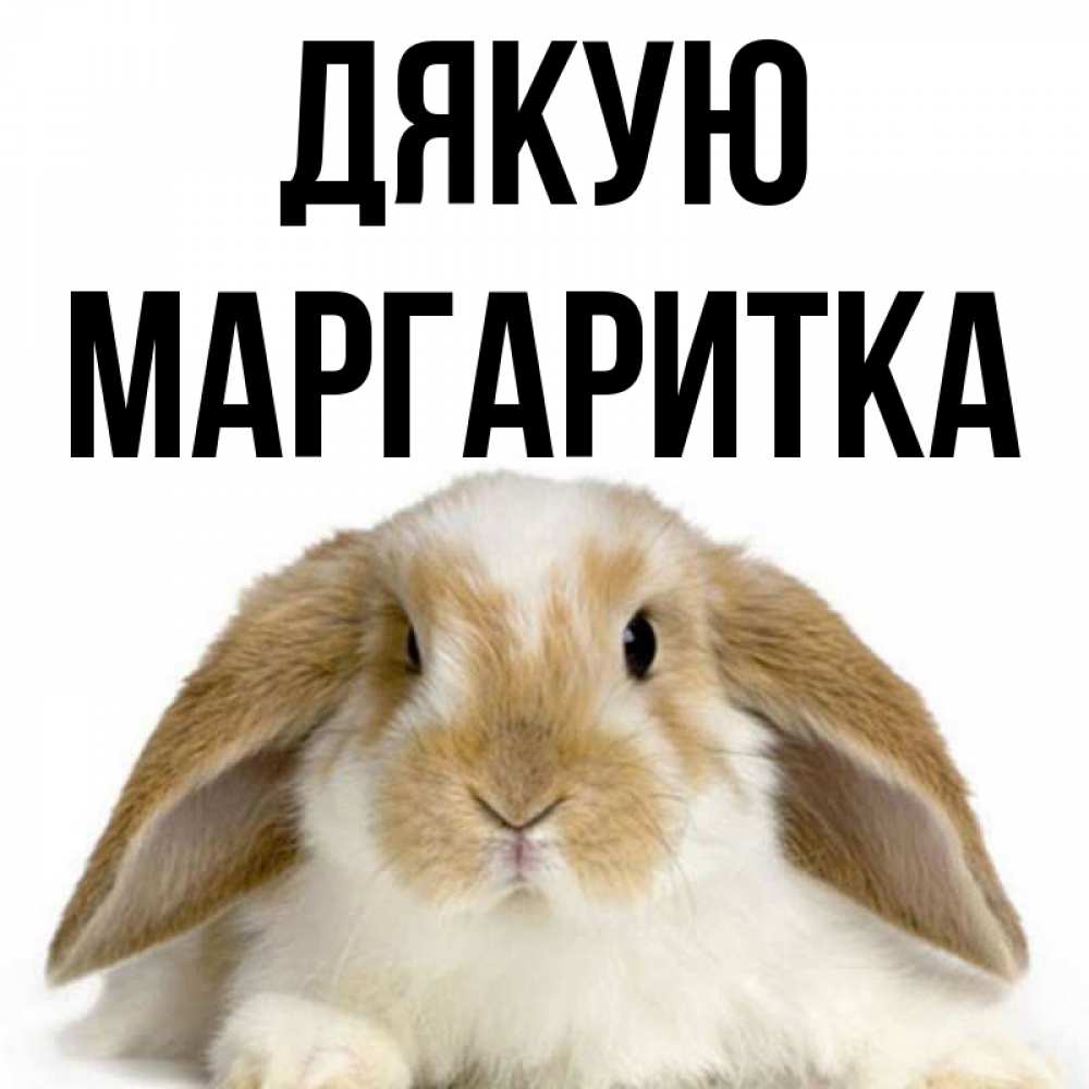 Открытка на каждый день з підписом, Маргаритка Дякую коричнево белый заяц Прикольна листівка з побажанням онлайн скачати безкоштовно 
