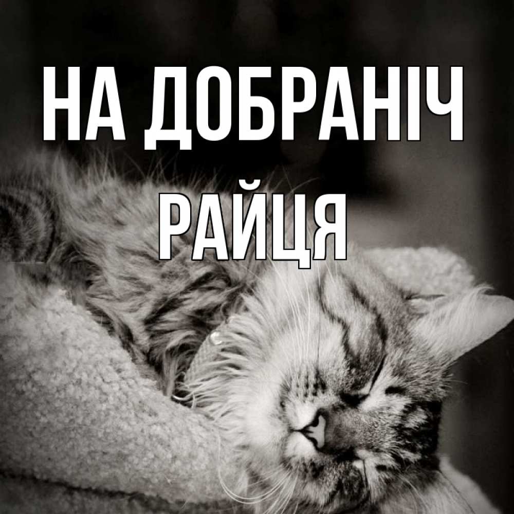 Открытка на каждый день з підписом, Райця На добраніч котярик пушистый Прикольна листівка з побажанням онлайн скачати безкоштовно 