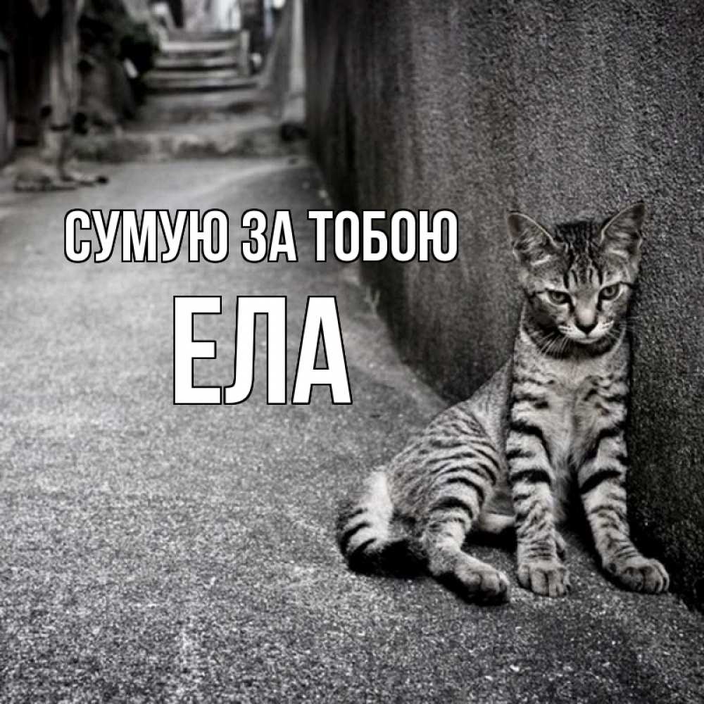 Открытка на каждый день з підписом, Ела Сумую за тобою одиноко котику Прикольна листівка з побажанням онлайн скачати безкоштовно 