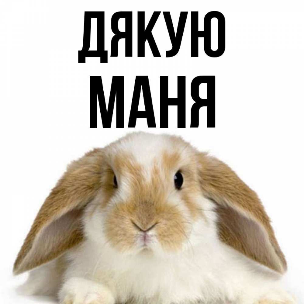 Открытка на каждый день з підписом, Маня Дякую коричнево белый заяц Прикольна листівка з побажанням онлайн скачати безкоштовно 
