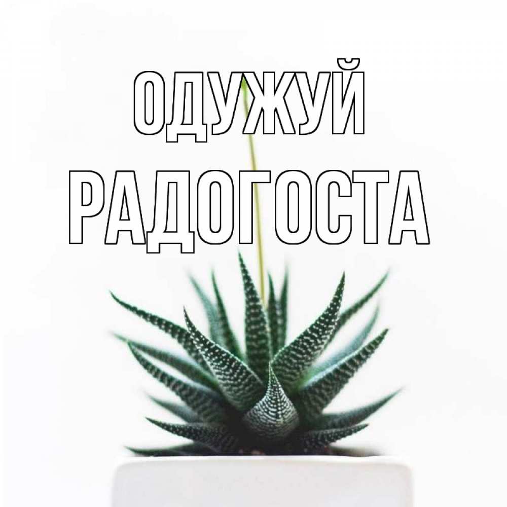 Открытка на каждый день з підписом, Радогоста Одужуй короче это непонятная колючка Прикольна листівка з побажанням онлайн скачати безкоштовно 