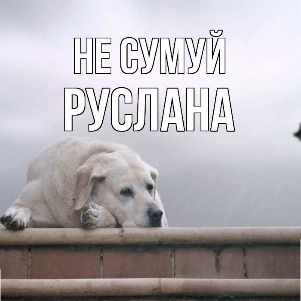 Открытка на каждый день з підписом, Руслана Не сумуй белый пес 1 Прикольна листівка з побажанням онлайн скачати безкоштовно 