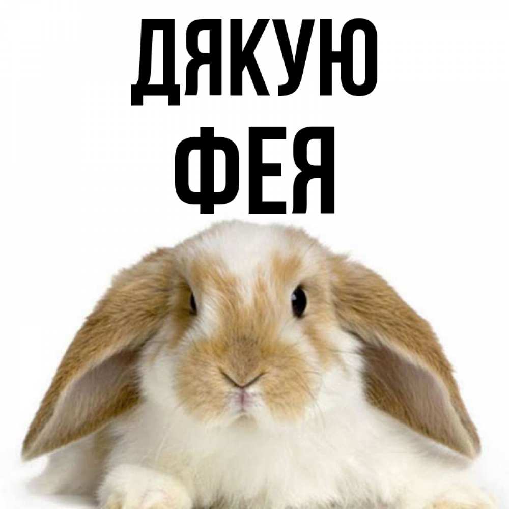 Открытка на каждый день з підписом, Фея Дякую коричнево белый заяц Прикольна листівка з побажанням онлайн скачати безкоштовно 