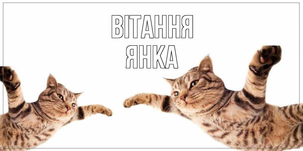 Открытка на каждый день з підписом, Янка Вітання кот Прикольна листівка з побажанням онлайн скачати безкоштовно 