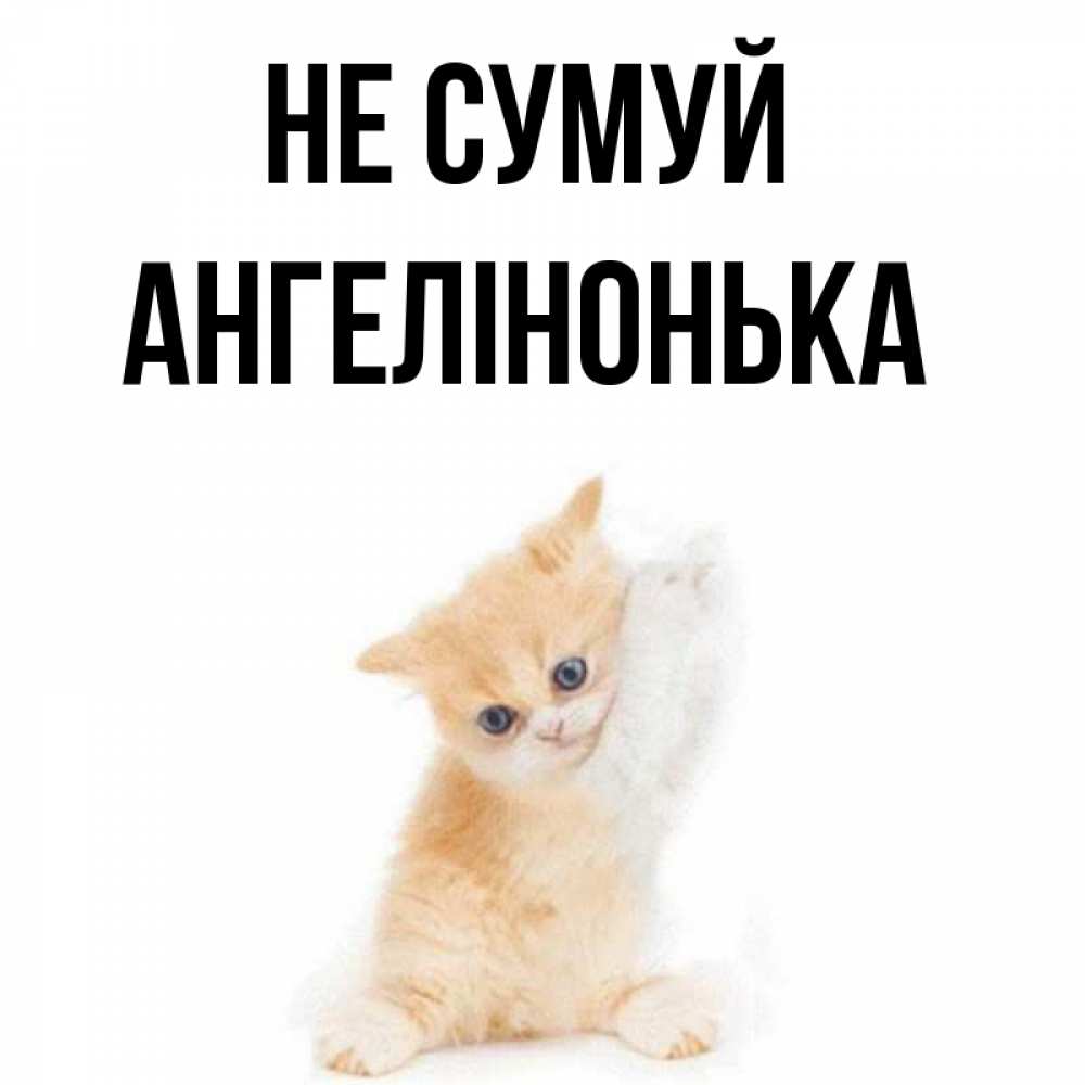 Открытка на каждый день з підписом, Ангелінонька Не сумуй просящий кот Прикольна листівка з побажанням онлайн скачати безкоштовно 