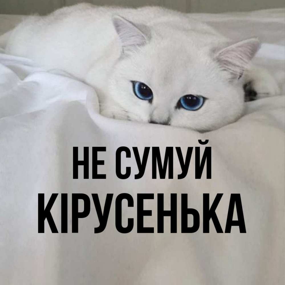 Открытка на каждый день з підписом, Кірусенька Не сумуй Голубоглазая кошка Прикольна листівка з побажанням онлайн скачати безкоштовно 