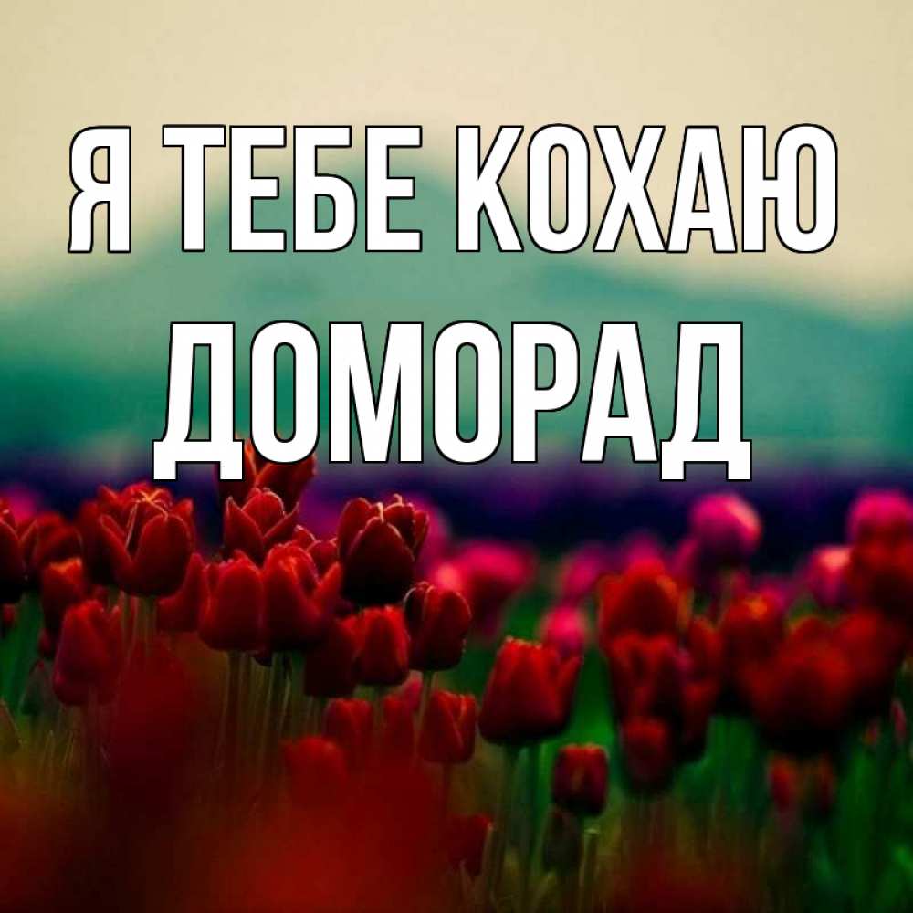 Открытка на каждый день з підписом, Доморад Я тебе кохаю тюльпаны 4 Прикольна листівка з побажанням онлайн скачати безкоштовно 