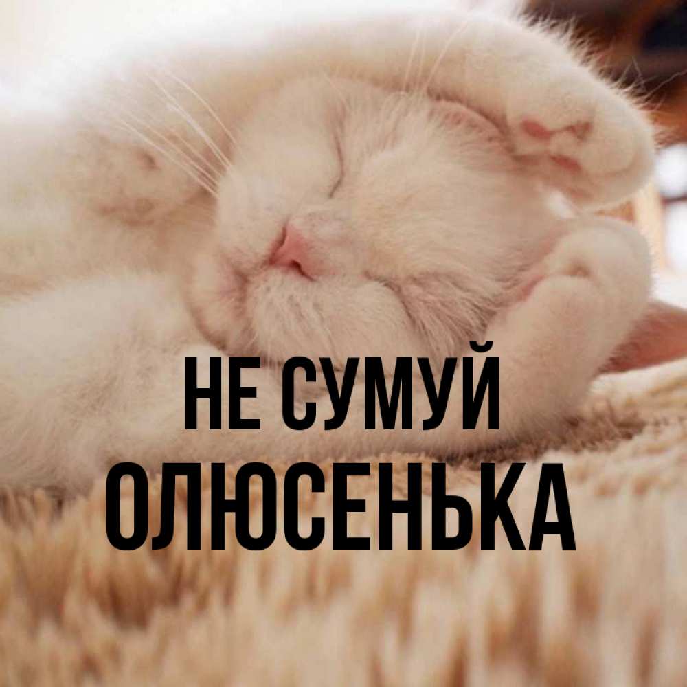 Открытка на каждый день з підписом, Олюсенька Не сумуй Котенок спит Прикольна листівка з побажанням онлайн скачати безкоштовно 