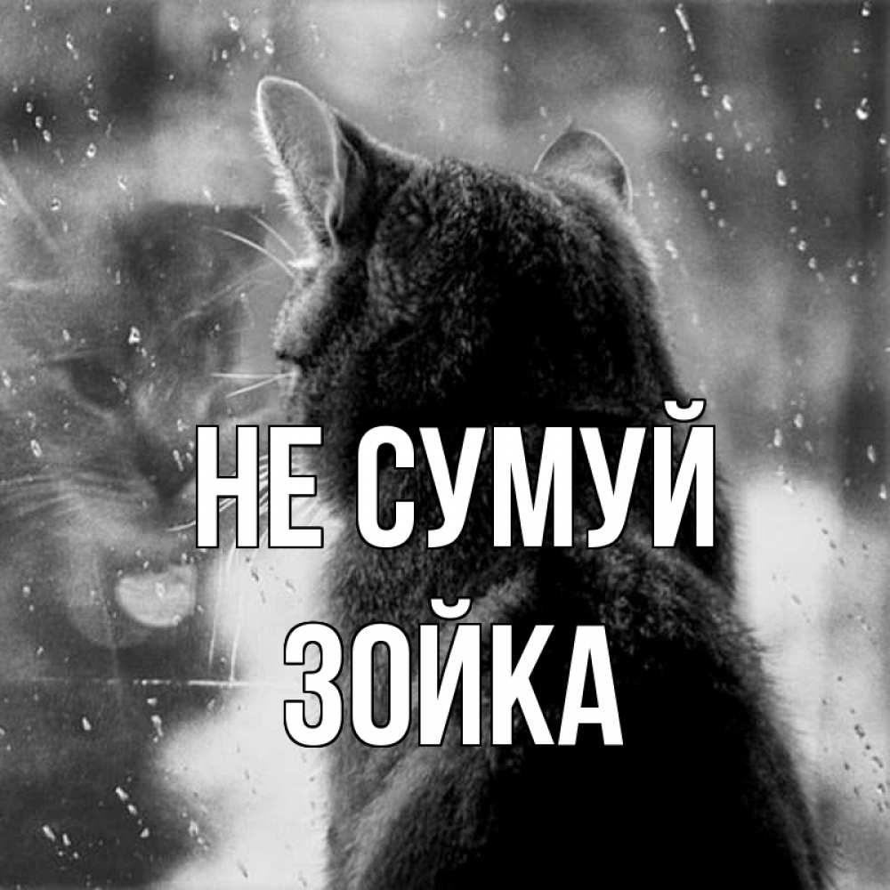 Открытка на каждый день з підписом, Зойка Не сумуй отражение кота 1 Прикольна листівка з побажанням онлайн скачати безкоштовно 