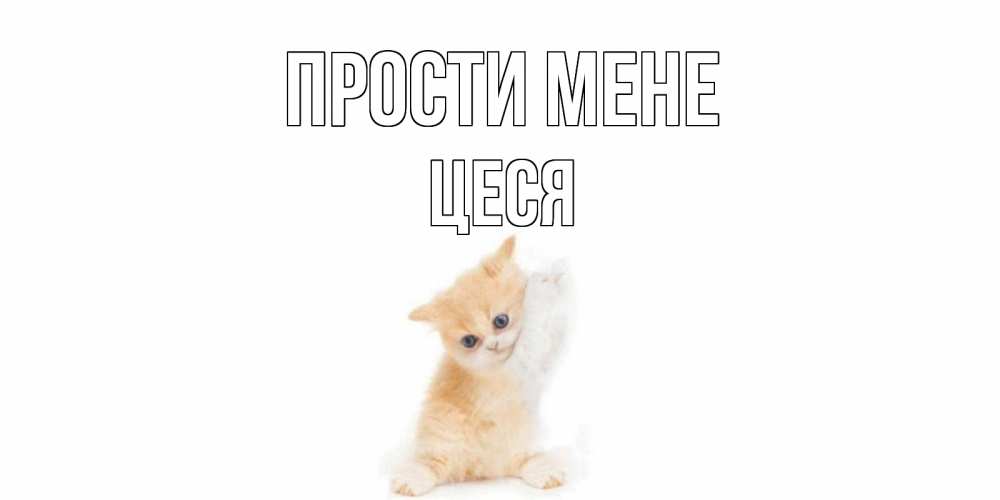 Открытка на каждый день з підписом, Цеся Прости мене кот Прикольна листівка з побажанням онлайн скачати безкоштовно 