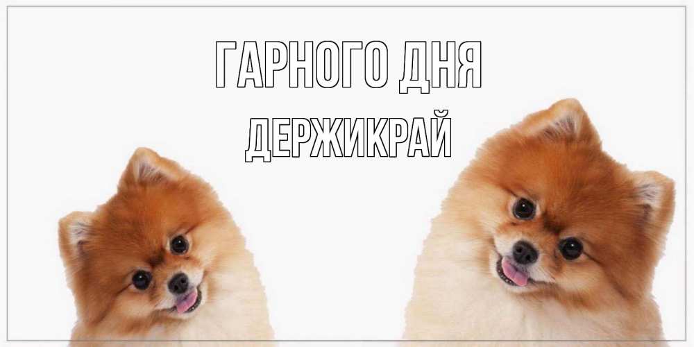 Открытка на каждый день з підписом, Держикрай Гарного дня собачки желают прекрасного дня Прикольна листівка з побажанням онлайн скачати безкоштовно 