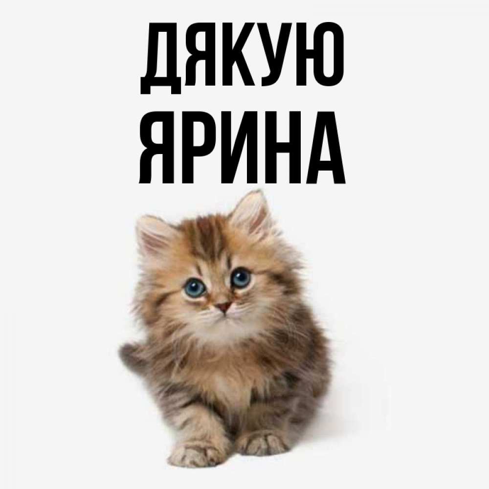 Открытка на каждый день з підписом, Ярина Дякую пушистый котик Прикольна листівка з побажанням онлайн скачати безкоштовно 
