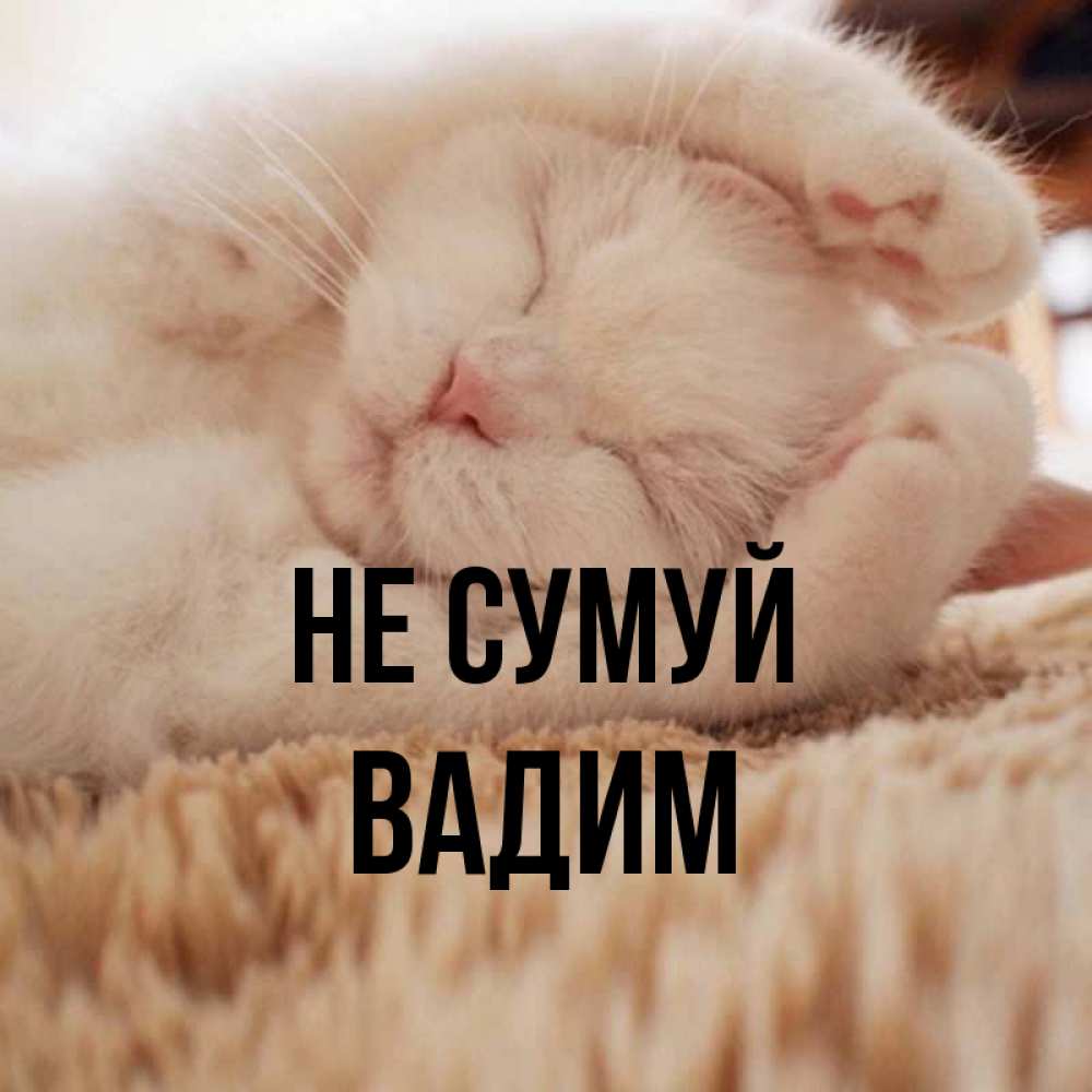 Открытка на каждый день з підписом, Вадим Не сумуй Котенок спит Прикольна листівка з побажанням онлайн скачати безкоштовно 