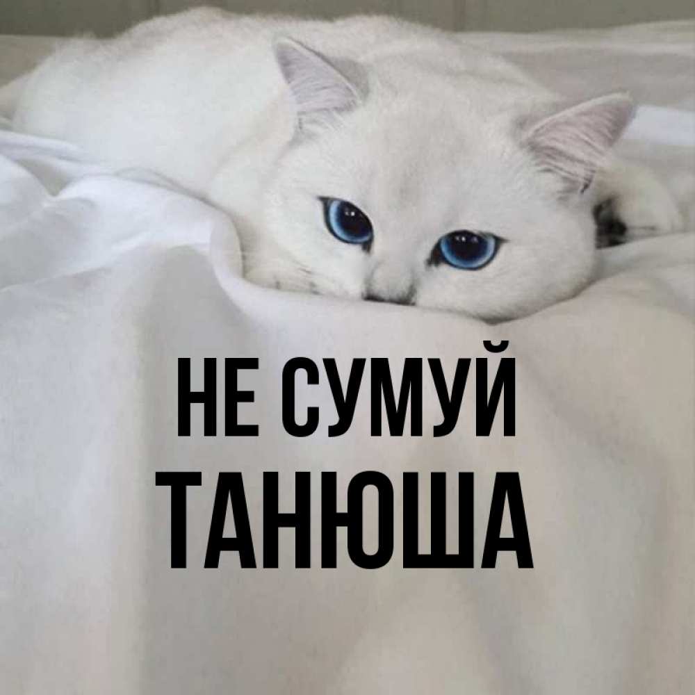 Открытка на каждый день з підписом, Танюша Не сумуй Голубоглазая кошка Прикольна листівка з побажанням онлайн скачати безкоштовно 