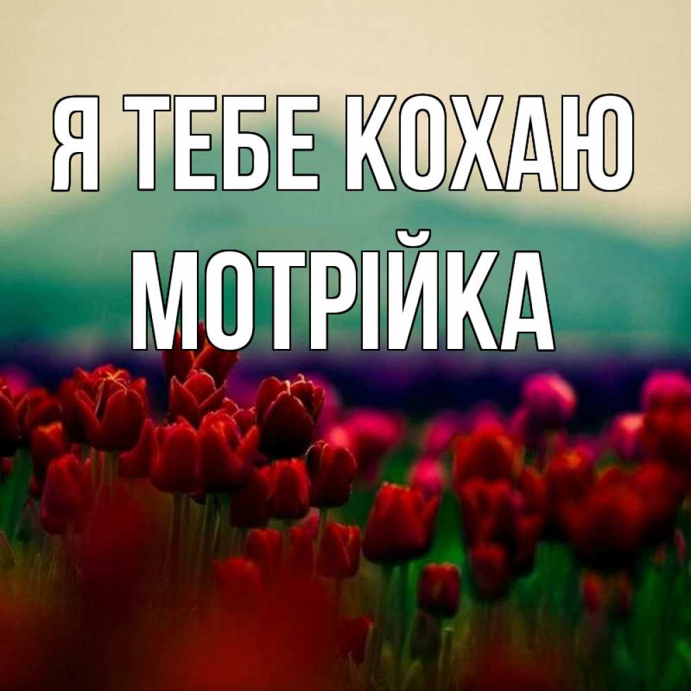 Открытка на каждый день з підписом, Мотрійка Я тебе кохаю тюльпаны 4 Прикольна листівка з побажанням онлайн скачати безкоштовно 