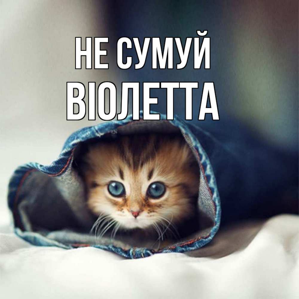 Открытка на каждый день з підписом, Віолетта Не сумуй рыжик котик Прикольна листівка з побажанням онлайн скачати безкоштовно 