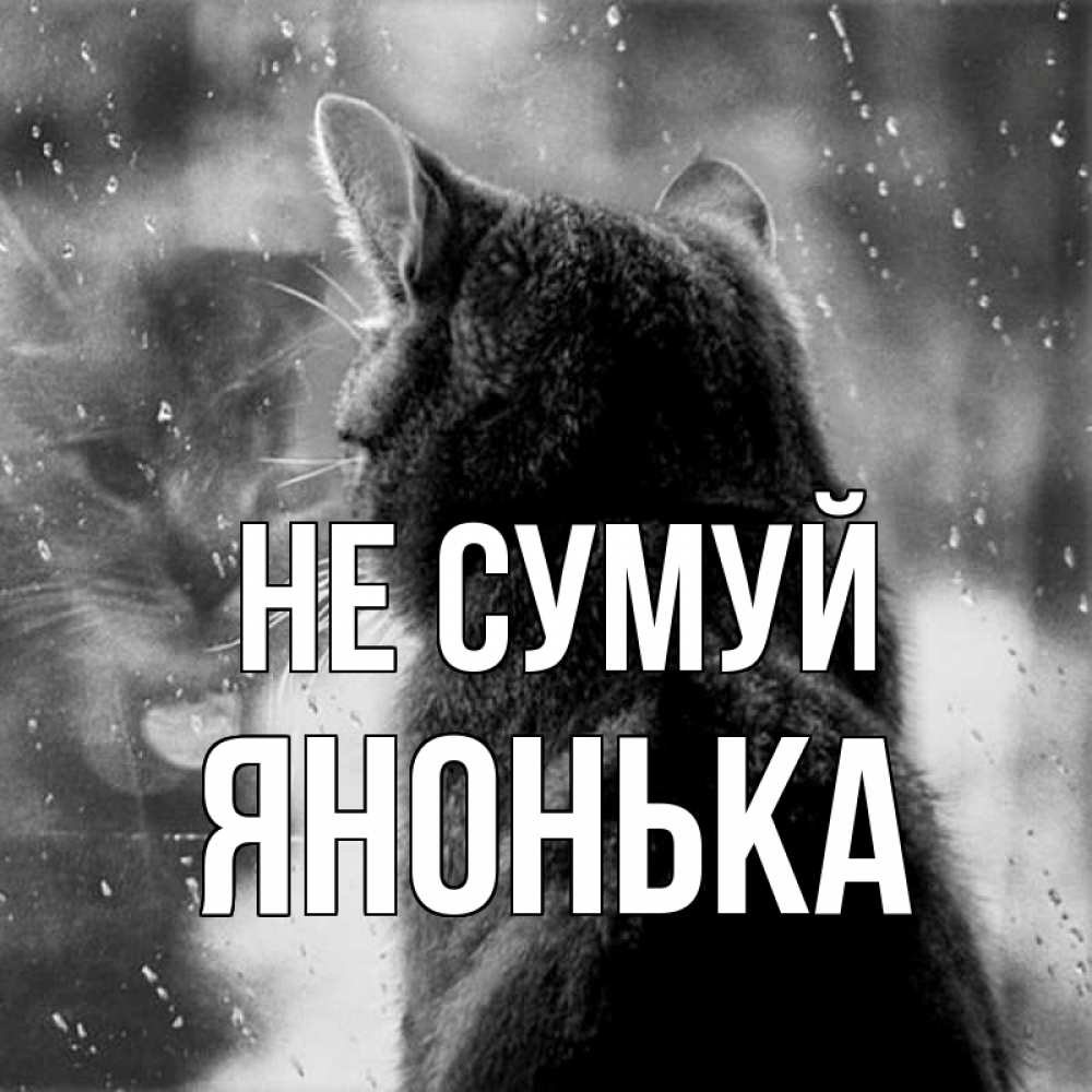 Открытка на каждый день з підписом, Янонька Не сумуй отражение кота 1 Прикольна листівка з побажанням онлайн скачати безкоштовно 